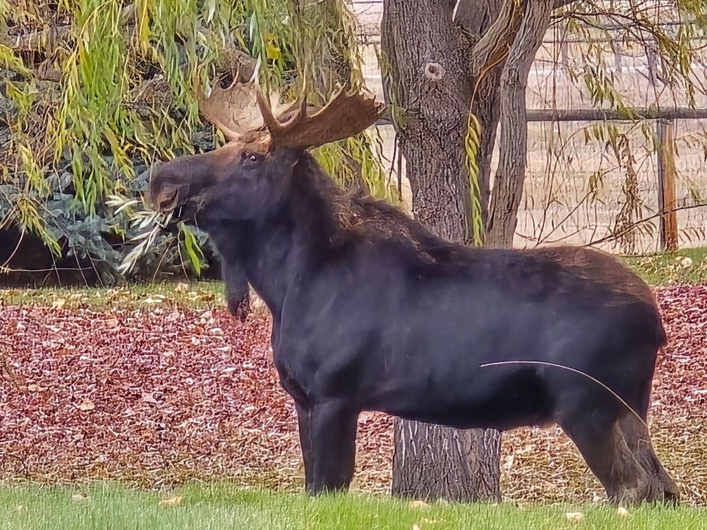 2725 River Bend Lane, Stevensville, MT 59870 photo 82