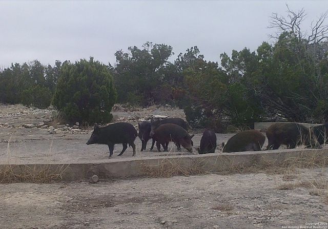 000 SD 45340, Rocksprings, TX 78880