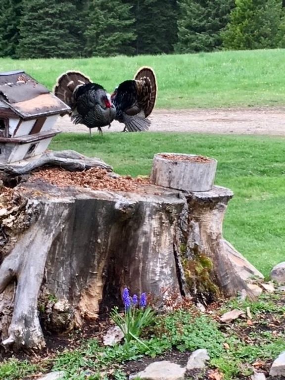 1876 Timber Creek Road, Haugan, MT 59866 photo 6