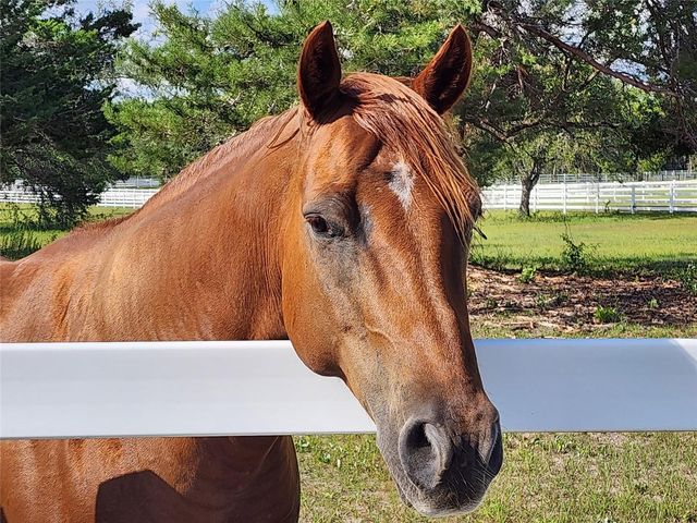 10532 SW 27TH AVENUE, Ocala, FL 34476