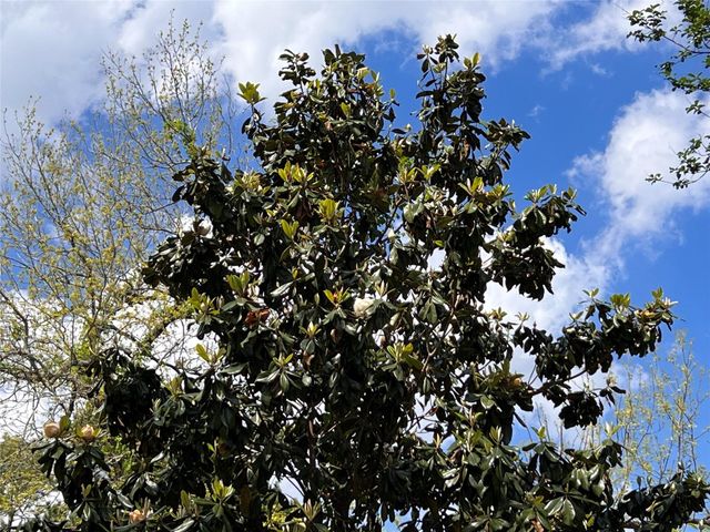 28905 Richard Kaye Lane, Pinehurst, TX 77362