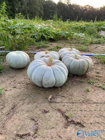 1920 Lasseter Road, Southside, AL 35907