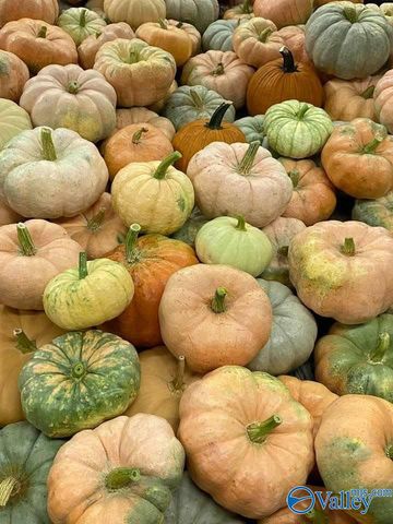 1920 Lasseter Road, Southside, AL 35907