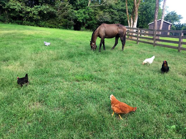 934 Hickory Hills Dr, Franklin, TN 37067