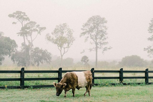 4023 Chantey Crest, Johns Island, SC 29455