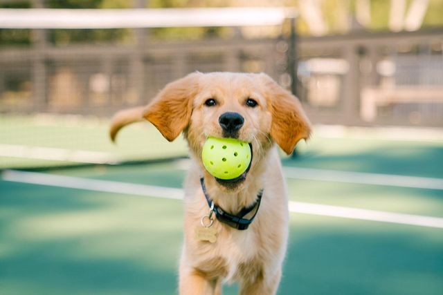 4023 Chantey Crest, Johns Island, SC 29455