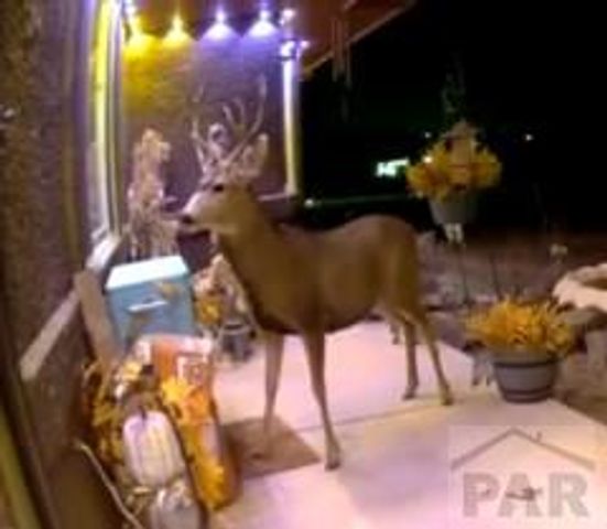 1537 W Calle Del Santo Dr, Pueblo West, CO 81007