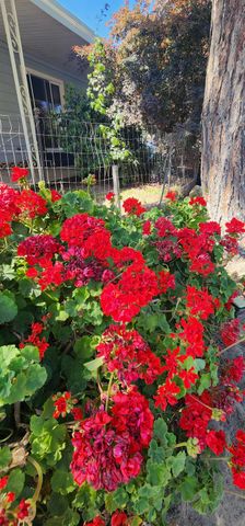 1300 W Olson Avenue SPC 6, Reedley, CA 93654