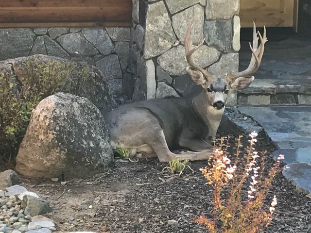 462 Arrowleaf Road, Portola, CA 96122