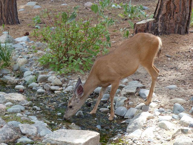 462 Arrowleaf Road, Portola, CA 96122