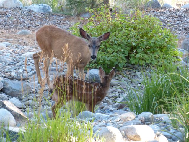 462 Arrowleaf Road, Portola, CA 96122