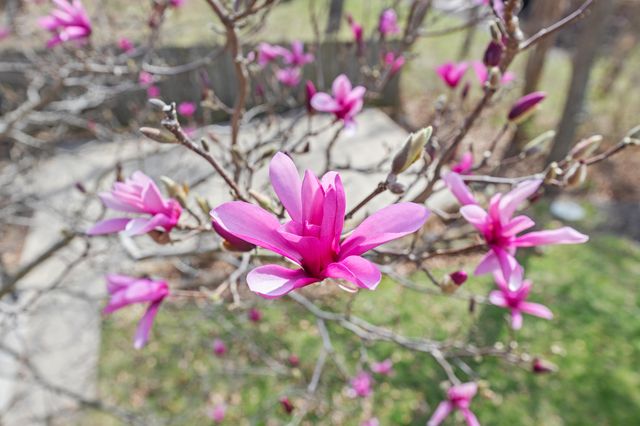 2808 WILD PLUM CT, Columbia, MO 65201