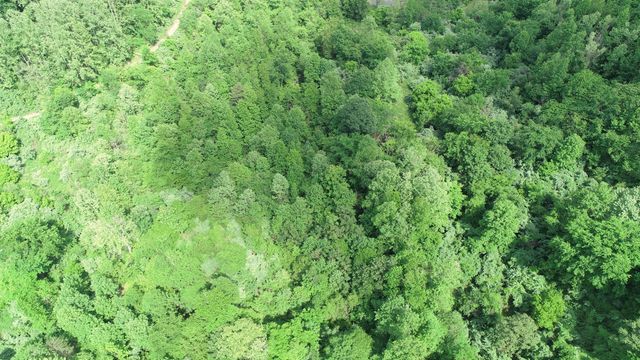 999 Rose Creek Road, Williamsburg, KY 40769