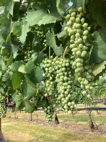 3697 F Road, Palisade, CO 81526