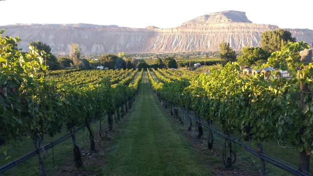 3697 F Road, Palisade, CO 81526