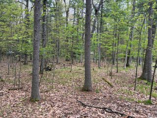 Sweet Fern Lane, Roscommon, MI 48653
