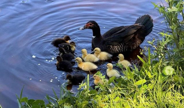 237 N HIDDEN TREE DRIVE, St Augustine, FL 32086