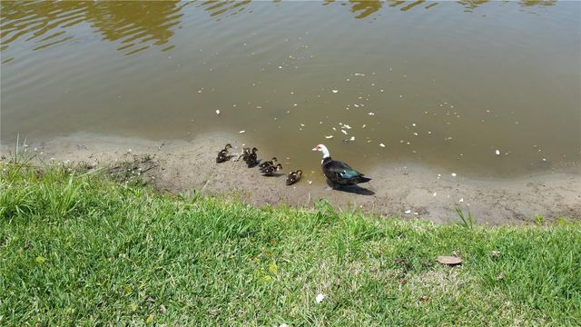 237 N HIDDEN TREE DRIVE, St Augustine, FL 32086