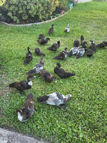 237 N HIDDEN TREE DRIVE, St Augustine, FL 32086