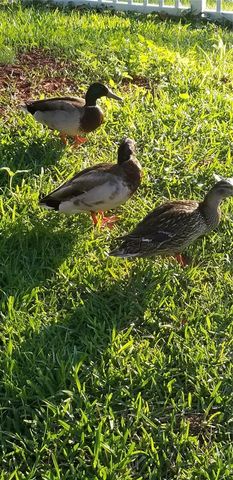 237 N HIDDEN TREE DRIVE, St Augustine, FL 32086