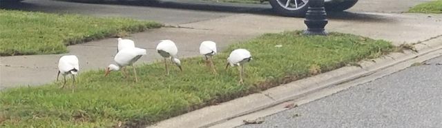 237 N HIDDEN TREE DRIVE, St Augustine, FL 32086