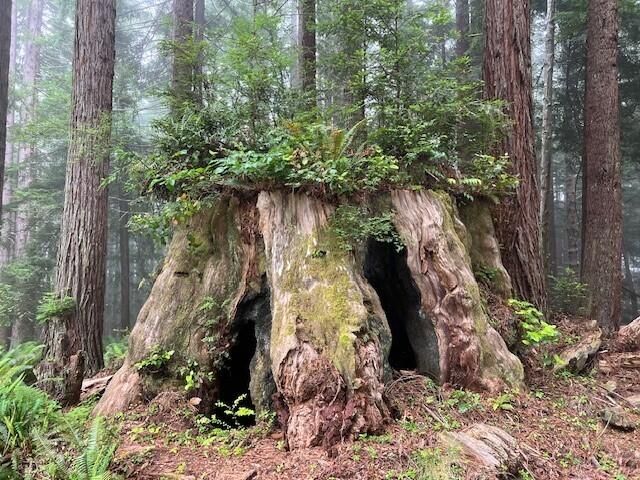 187 Burke Lane, Greenwood Heights, CA 95549