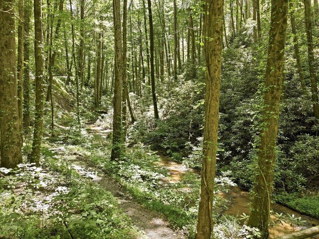788 Joann Sisson Road, Blue Ridge, GA 30513