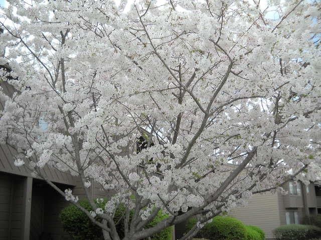 623 Barlin Dr, Nashville, TN 37221