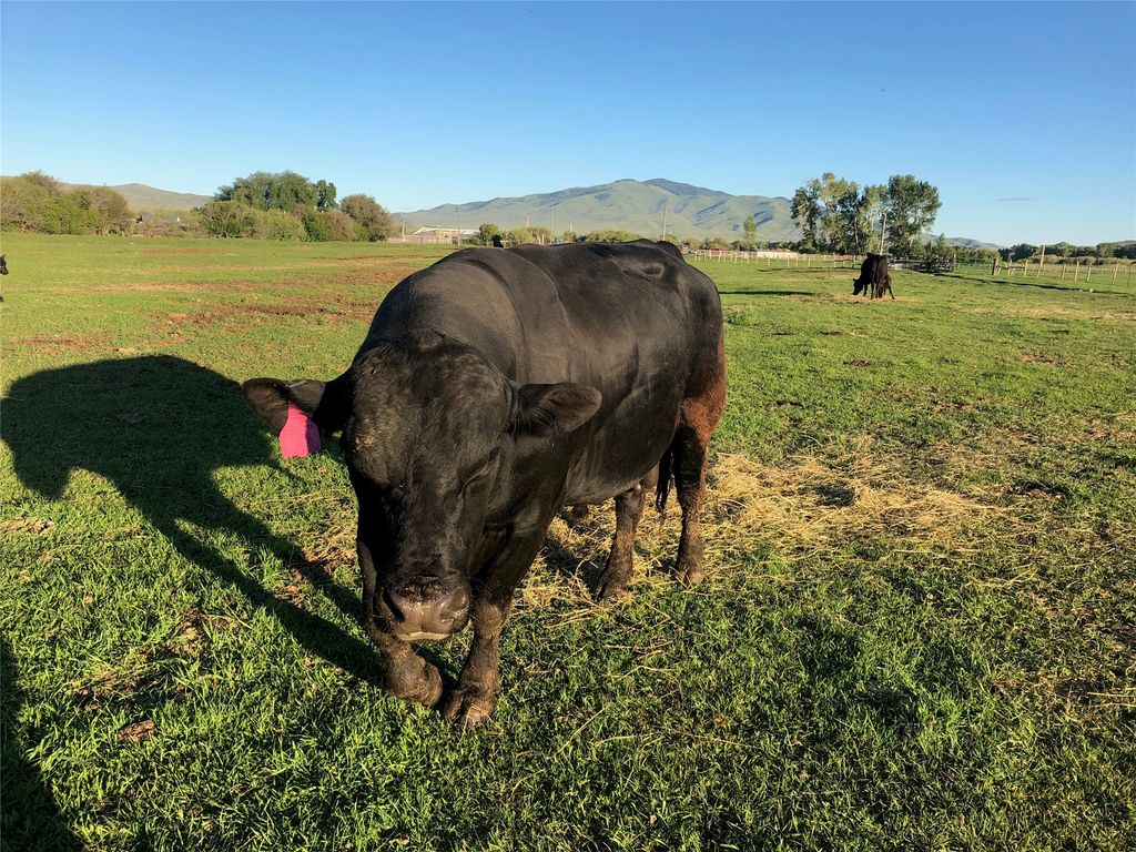 263 W Bovine Way, Melrose, MT 59743 photo 10