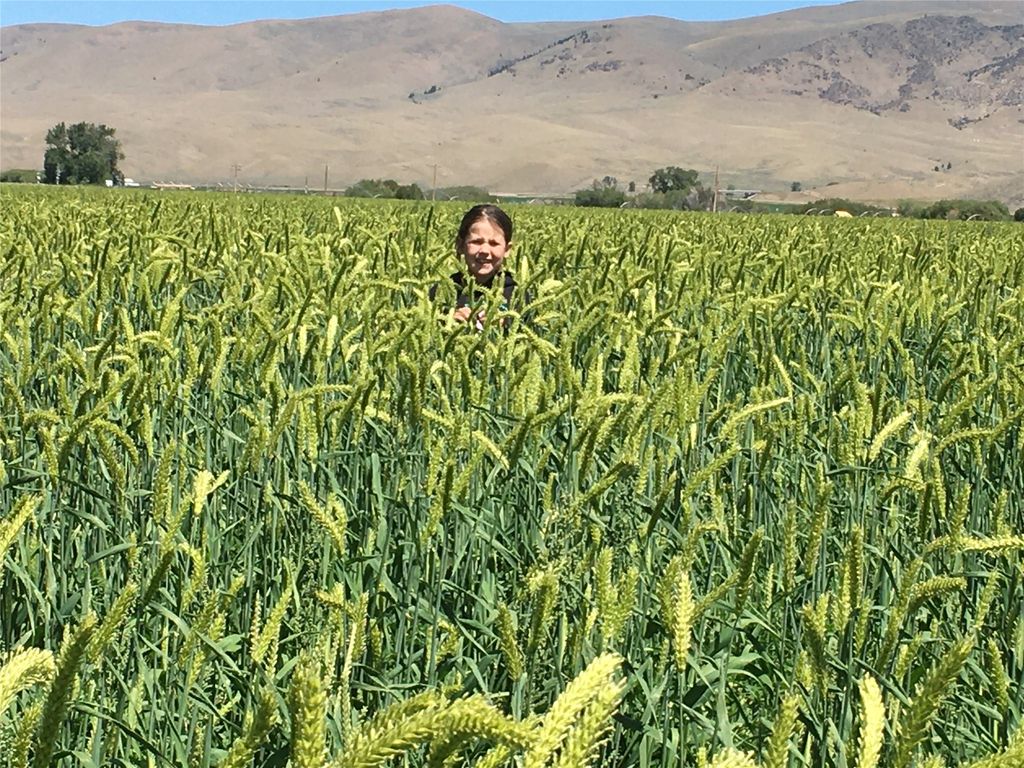 263 W Bovine Way, Melrose, MT 59743 photo 13