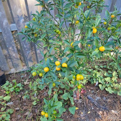 3407 Applegate St, Pensacola, FL 32514