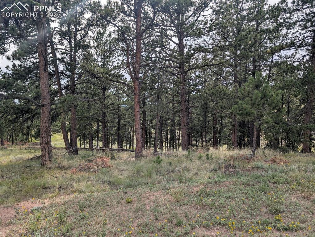 1379 S Mountain Estates Road, Florissant, CO 80816 — photo 5