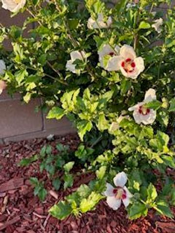 2600 Houser Avenue SE, Albuquerque, NM 87106