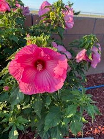 2600 Houser Avenue SE, Albuquerque, NM 87106