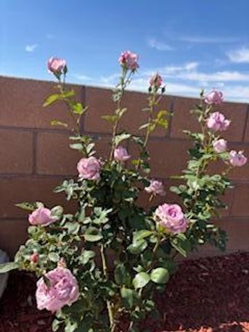 2600 Houser Avenue SE, Albuquerque, NM 87106