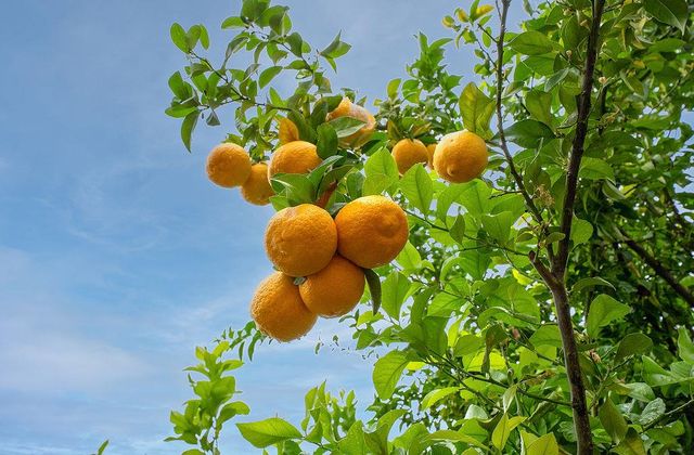 6311 Bluebill Ct, Rocklin, CA 95765