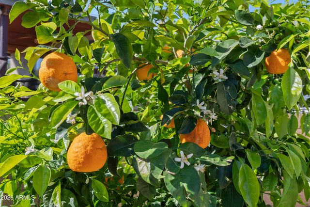 1245 N Raven --, Mesa, AZ 85207