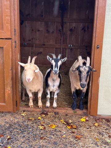 296 Flowers Drive, Blairsville, GA 30512