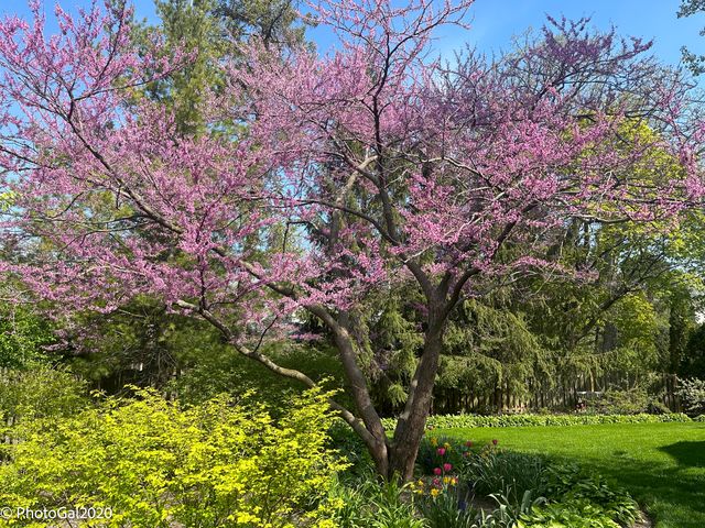 165 Lapier Street, Glencoe, IL 60022