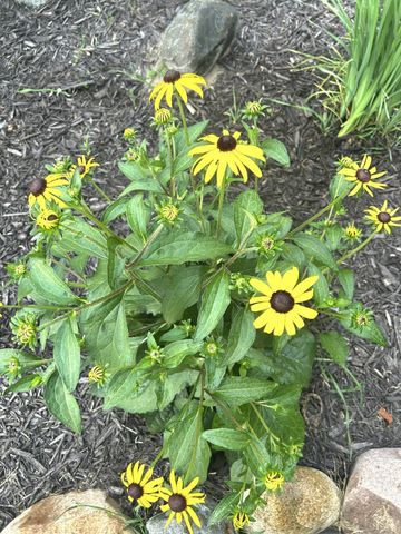 9243 Queens Gardens N, Brooklyn Park, MN 55443