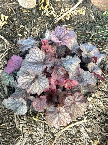 9243 Queens Gardens N, Brooklyn Park, MN 55443