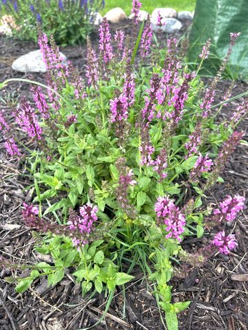 9243 Queens Gardens N, Brooklyn Park, MN 55443