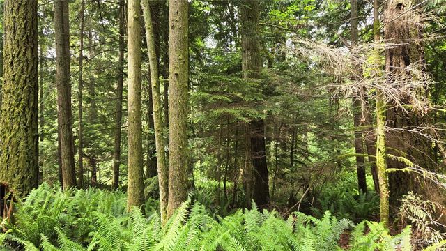 273 XX SE 150th Street, Issaquah, WA 98027