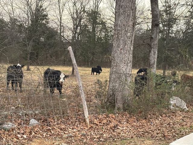 141 Olivia Cir, Chapel Hill, TN 37034