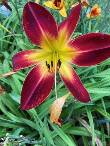 1054 Wilhelmina Drive, Vandalia, OH 45377