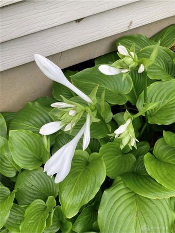 1054 Wilhelmina Drive, Vandalia, OH 45377