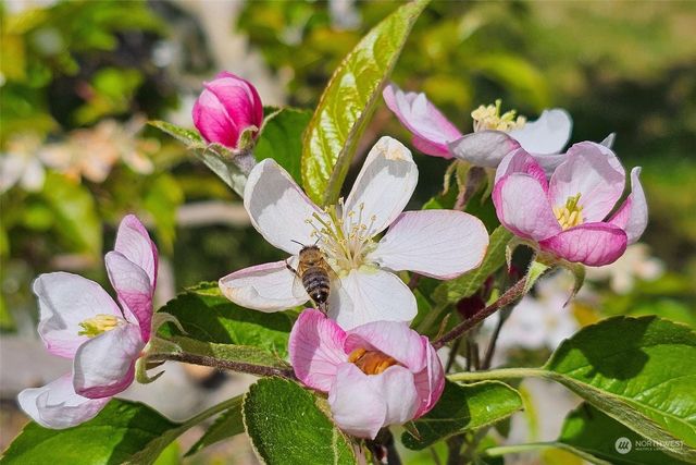 3710 Stayman Flats Road, Chelan, WA 98816