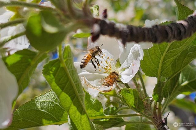 3710 Stayman Flats Road, Chelan, WA 98816