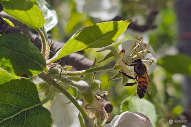 3710 Stayman Flats Road, Chelan, WA 98816