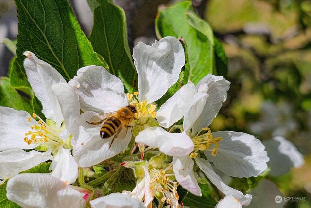 3710 Stayman Flats Road, Chelan, WA 98816